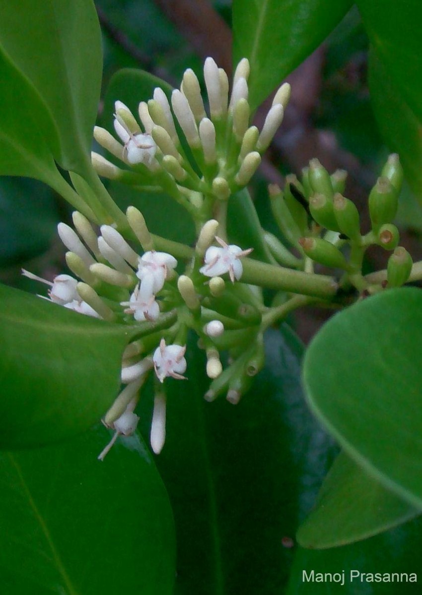 Scyphiphora hydrophylacea C.F.Gaertn.